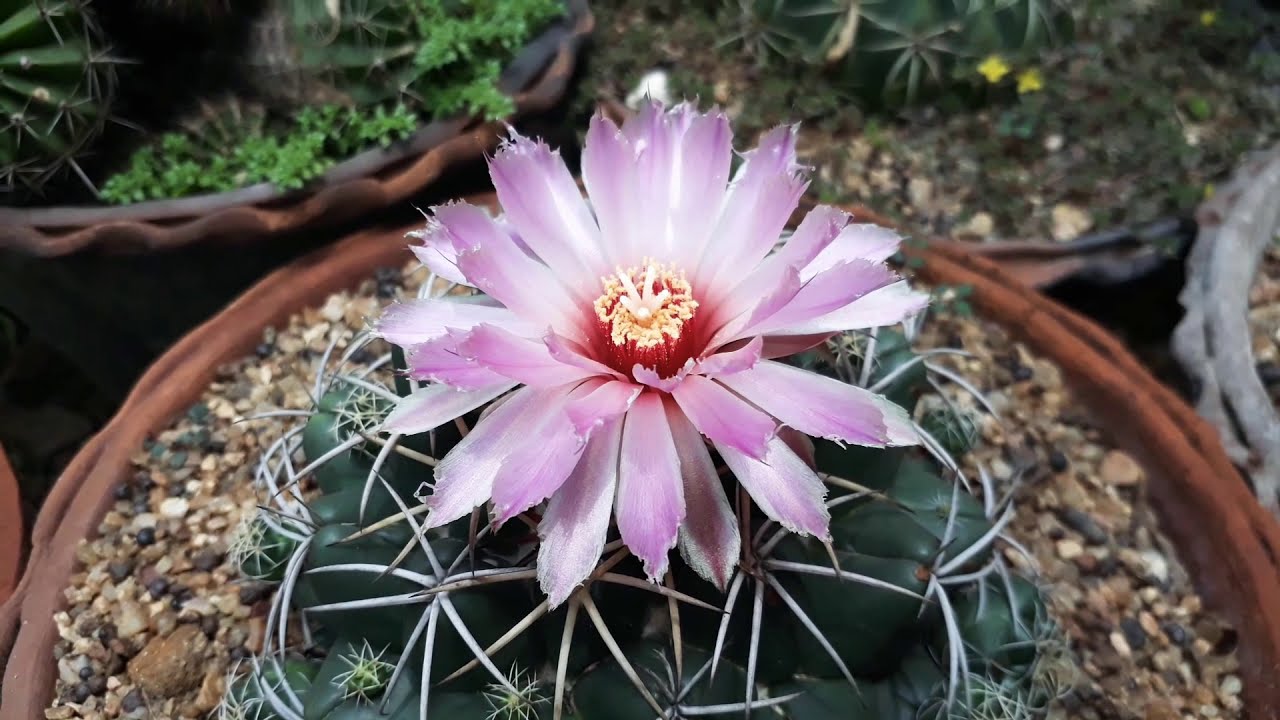 Cactus flower /cactus flowering at home/ How to blooming desert plant
