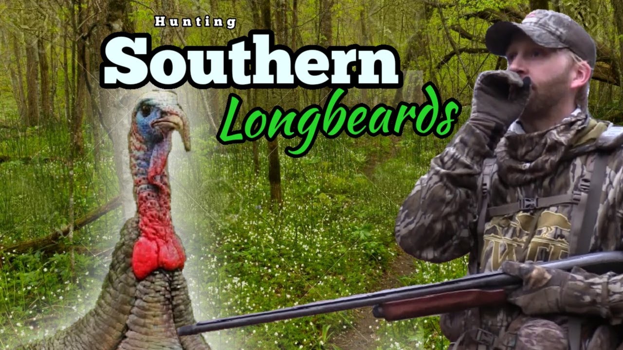 Arkansas Turkey Hunt, DEAD in his tracks! Turkey hunting the south