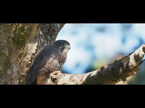 Related Embedded Video Item Thumbnail