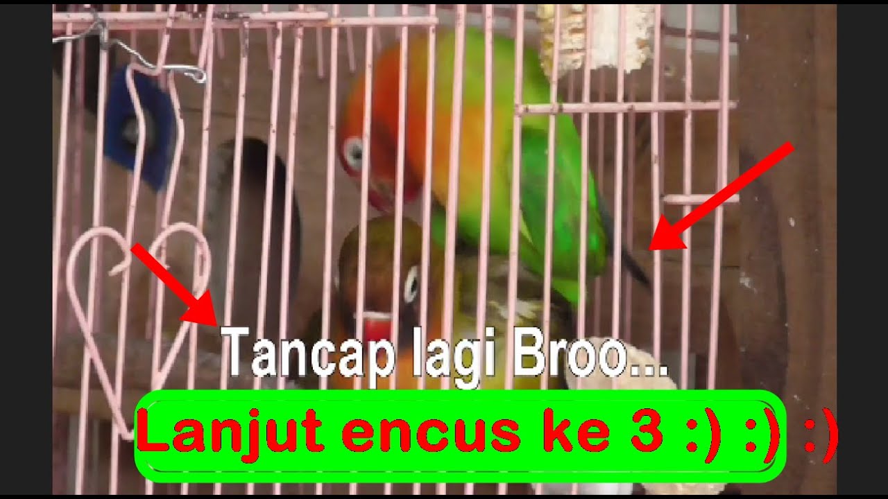 Cara Ternak Lovebird Poligami Di Kandang Standart Sukses | BAROKAH