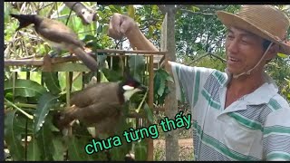 chưa từng thấy chào mào như này, diab khav tiag tiag tsis pom dua