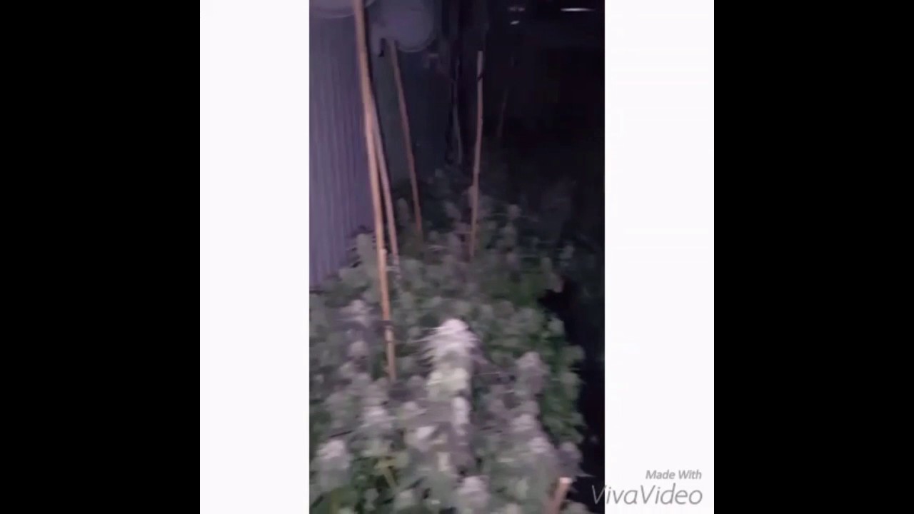 20,700 watt Gavita indoor grow room KushismyCologne