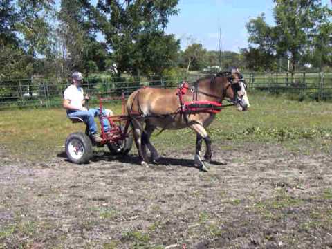 Tug 8 year crossbred gelding old broke to ride and drive the best