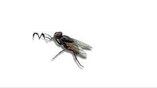 One day in the life of my pet fly