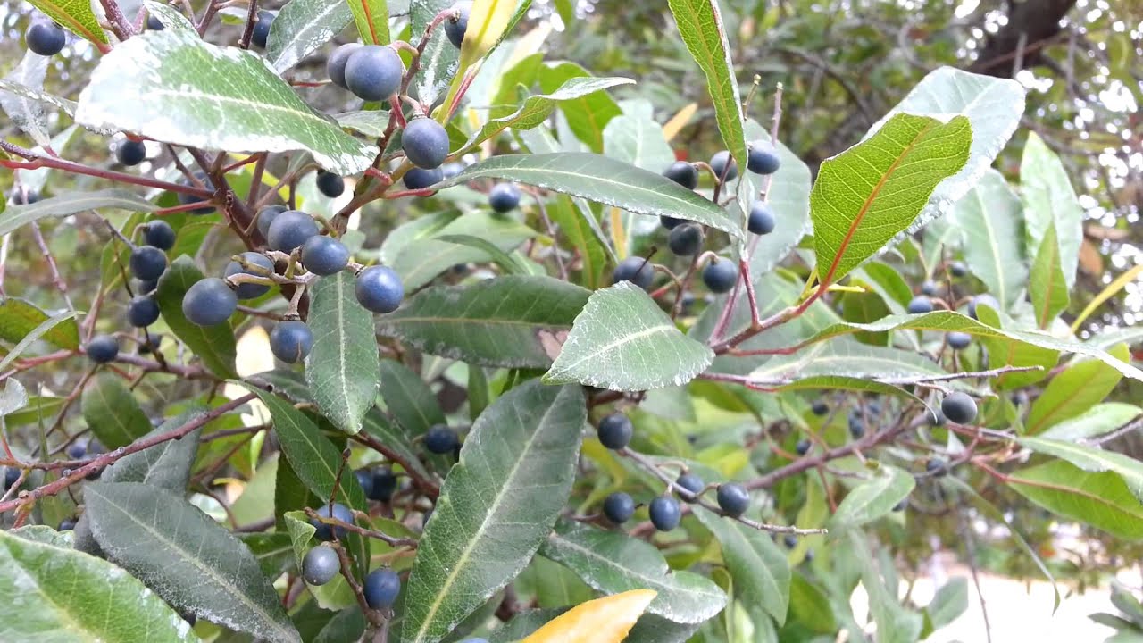 Elaeocarpus reticulatus tree seeds Blueberry Ash Ghiocel HD 02