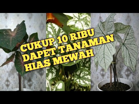 Video: Cara Menanam Keladi Daun Mewah