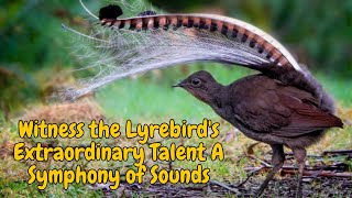 Witness The Lyrebird's Extraordinary Talent A Symphony Of Sounds