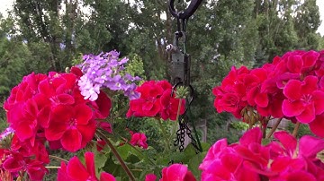 1 Plant booster introduction video