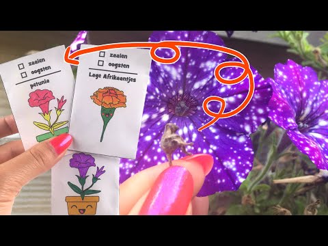 Video: Hoe Ziet Petunia Eruit?