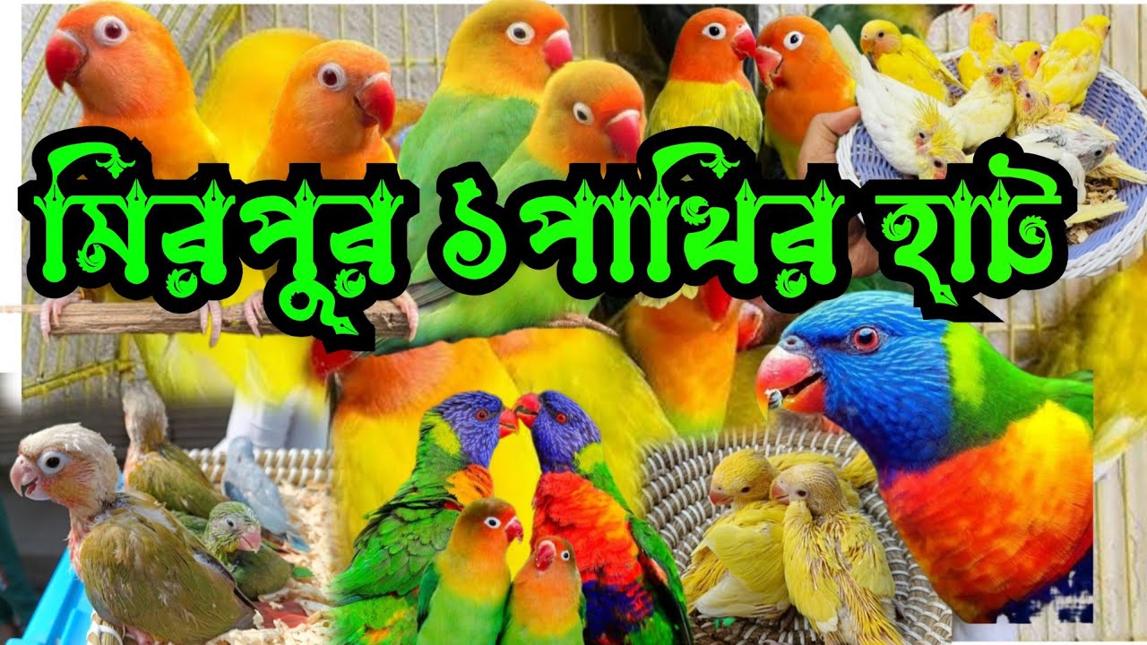 মিরপুর ১পাখির হাট কম দামে ভালো পাখি mirpur 1 pakhir hat pets,