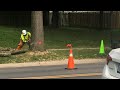 Felling a tree by a road