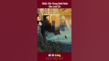 Chiếc Cầu Thang Dưới Nước Của Cá #shorts