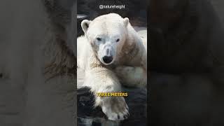 Polar Bears | Dangerous Creature in the Arctic