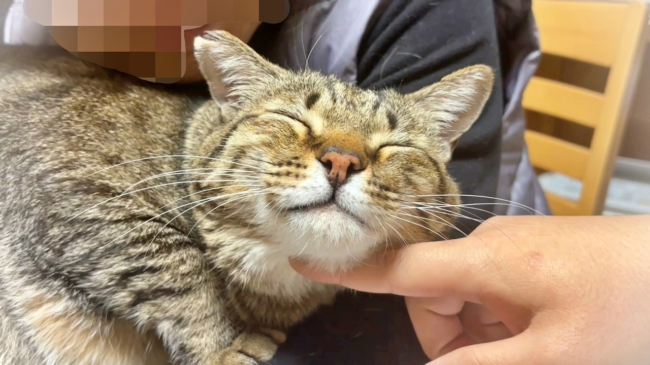 A cat who gets all smiles by bothering his owner [Former stray cat