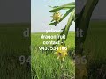 yellow dragonfruit #isearlyyellow#isisgold#austlorianyellow #peruvianyellowdragonfruit