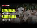 Gaushala | The Cow Sanctuary Of Mithi | Full Documentary | Asia One News