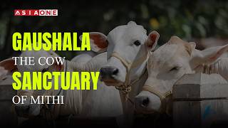 Gaushala | The Cow Sanctuary Of Mithi | Full Documentary | Asia One News
