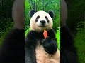 Adorable Panda Indulges in Carrot Delight: Heartwarming Moments Captured