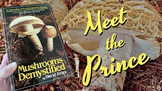 The Prince Mushroom - Agaricus augustus
