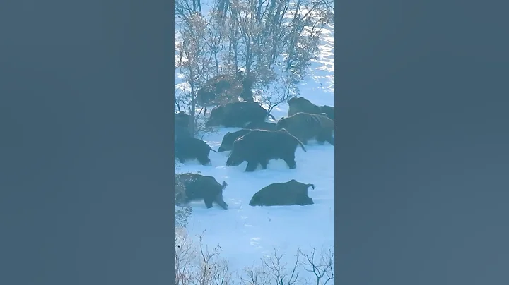 Giant Wild Boars in Snow 🐗 Karda Dev Domuz Sürüsü!