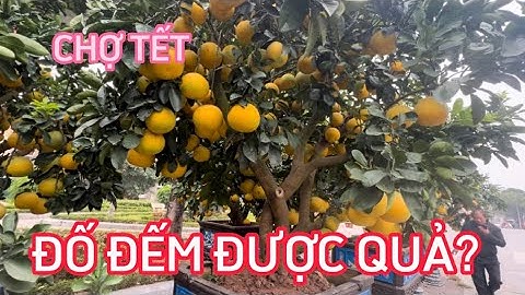 ĐỘC ĐÁO BONSAI TẾT - PHỐ BÁN ĐÀO, QUẤT ĐẸP NHẤT THỦ ĐÔ VÀO VỤ - BONSAI CHƠI TẾT NĂM NAY CÓ GÌ KHÁC