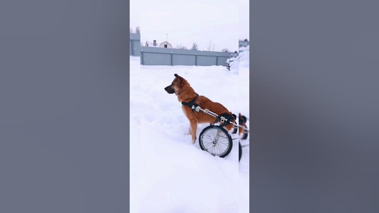 he-lives-his-best-life-even-though-he-lost-his-back-legs-youtube
