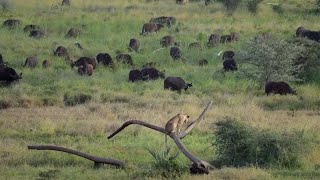Lion Climbs Tree To Get A Better Look At A Buffalo Herd Only To Get Trapped By The Herd