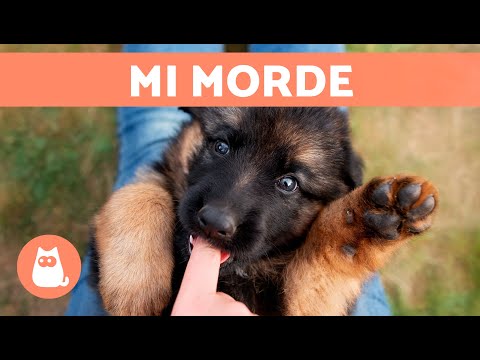 Video: Perché il mio cane pizzica?