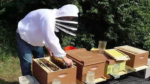 Two Weeks After Nuc Installation - Hive #s 008, 009 & Making 011 (Rec 7/15)