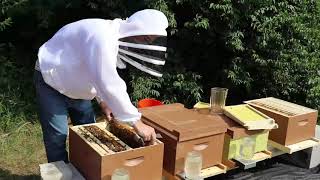 Two Weeks After Nuc Installation - Hive #s 008, 009 & Making 011 (Rec 7/15)