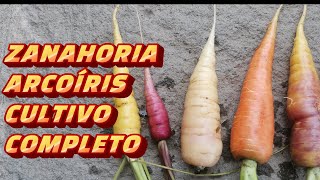 ZANAHORIA ARCOIRIS cultivo COMPLETO✅