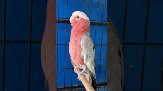le cacatoés rosalbin. سوق_القريعة parrot birds طيور