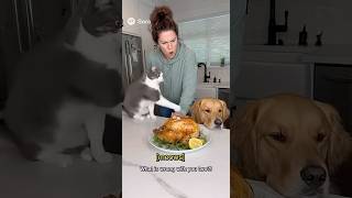 Cat Yells at Owner and Blames Dog After Chicken Heist...The Cat Set Up the Dog 😼🐶#cutepets #kitten