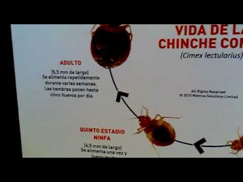 Ciclo Biologico de la Chinche - YouTube Ciclo Biologico de la Chinche - YouTube
