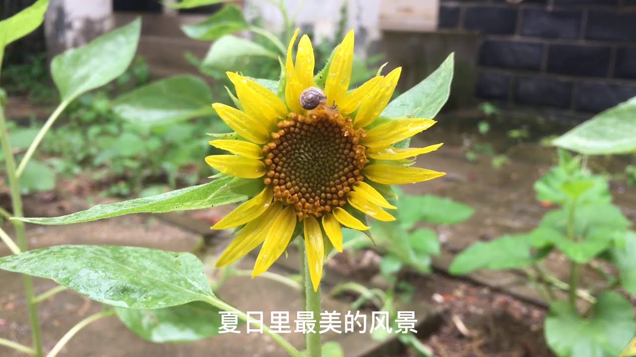 在家种植向日葵 从育苗到开花 原来这么简单 Youtube