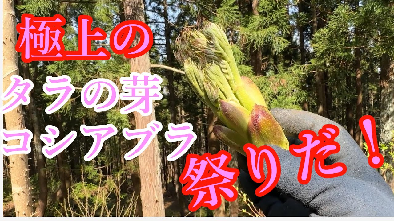 【山菜採り】極上のタラの芽コシアブラ祭りだ！