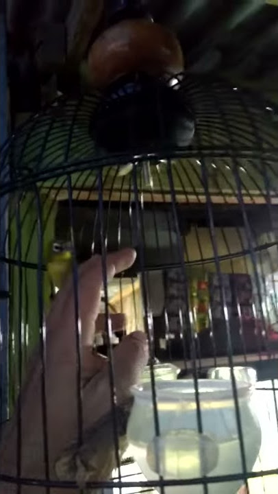 Pleci lokal toraja