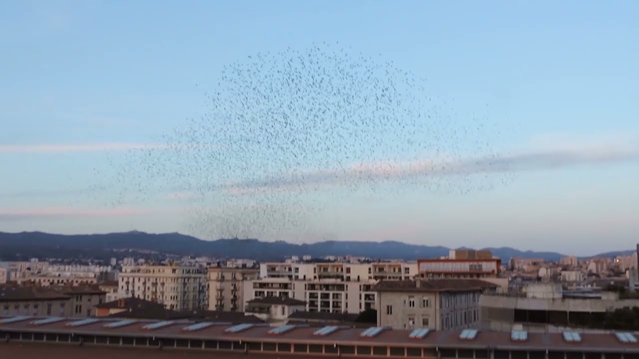 THE BIRDS  Marseille - Music: Rachmaninov - Vocalise