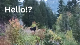 A one sided discussion with a bull moose. by Franks Homestead 127 views 1 year ago 2 minutes, 52 seconds