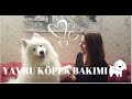 YAVRU KÖPEK ALMADAN ÖNCE BİLMENİZ GEREKEN HERŞEY! TEDDY SAMOYED VE BİZİM HİKAYEMİZ ♥