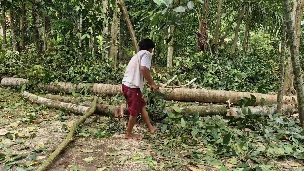 SMART WORKERS CUT DOWN TREES WITH SIMPLE TOOLS: EXTRAORDINARY SKILLS! -Agriculture Farming