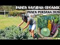 PERMACULTURE|| PANEN SAYURAN PERDANA DI 2020|| UPDATE KEBUN ORGANIK DI AUSTRALIA