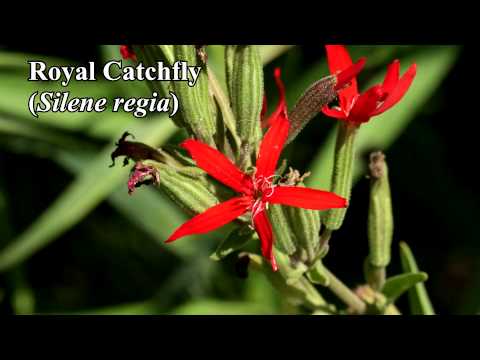 Silene regia Royal Catchfly