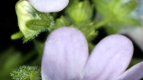 UNDER THE MICROSCOPE - USB Digital Microscope test