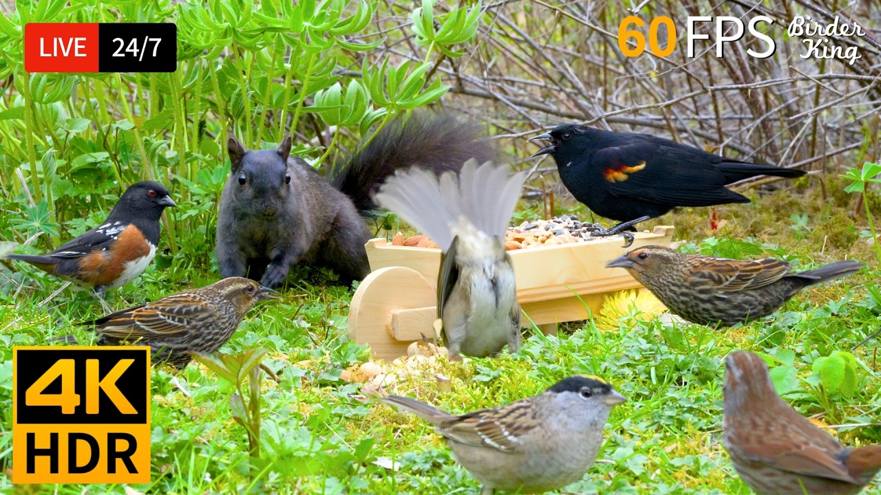 🔴 24/7 LIVE: Cat TV 😺 Adorable Spring Birds & Squirrels 🐦 4K Cat Games HDR