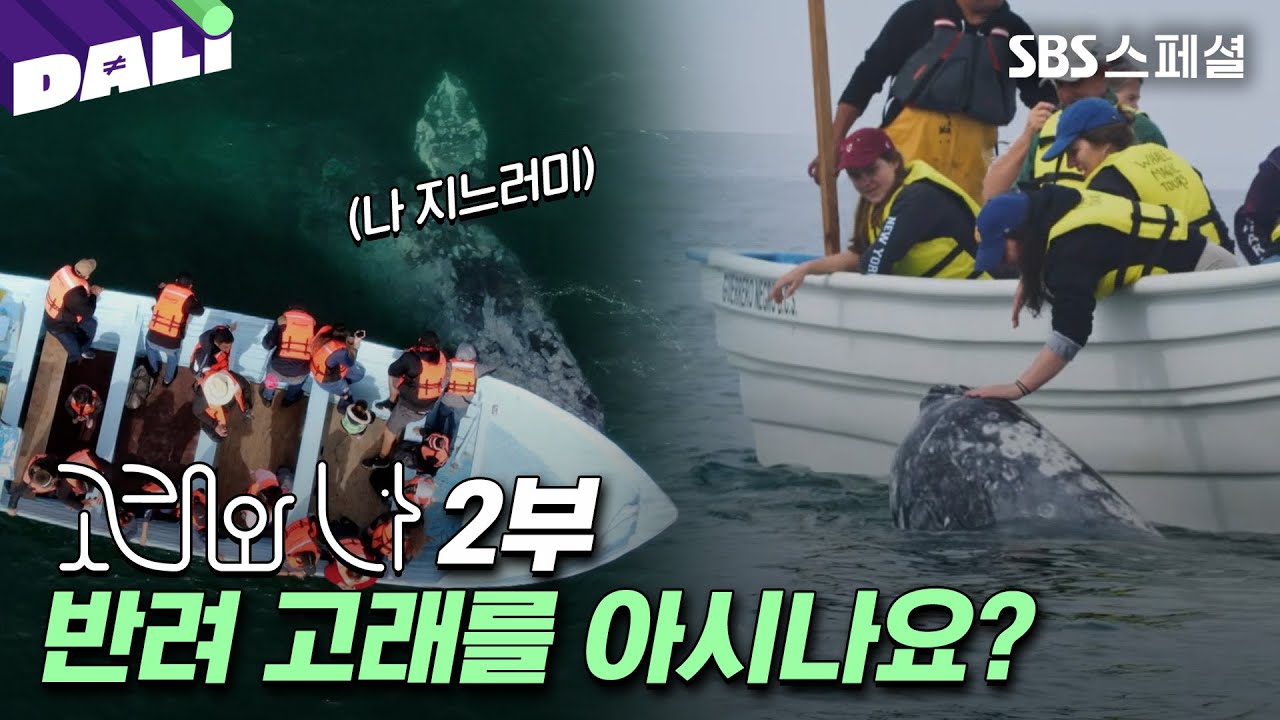 꼬리 대신 지느러미 흔드는 반려 고래? 귀신고래와의 교감 | SBS 스페셜 [고래와 나 EP.02]