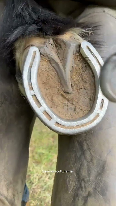 membersihkan kaki kuda #asmr #horse #yautubeshort #fyp #viralvideo