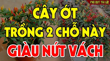 Cứ Trồng Cây Ớt Ở 2 Chỗ Này Để HÚT TÀI LỘC VÀO NHÀ, Tiền Vàng Ùn Ùn Kéo Đến Tiêu 3 Đời Không Hết