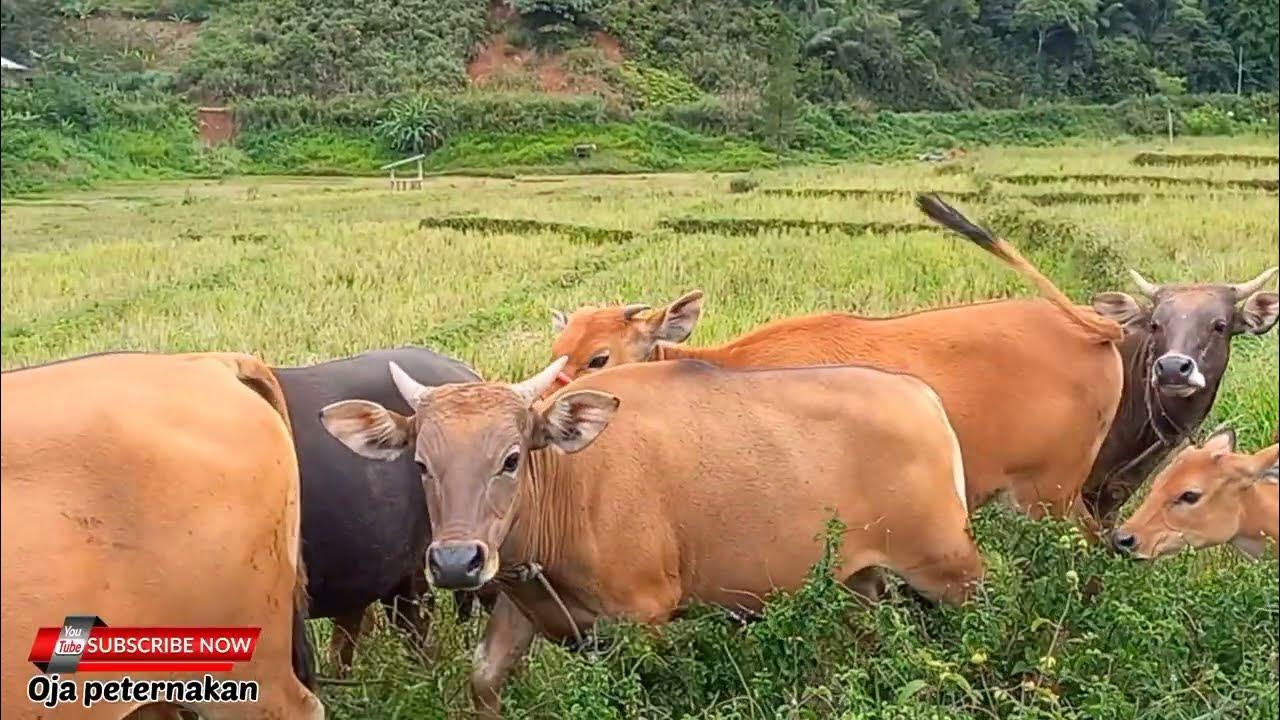 Herd of tame cows in the field. "cow videos" YouTube