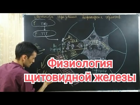 Физиология щитовидной железы. Гипер и гипотериоз.Physiology of the thyroid gland. Hyperthyroidism...